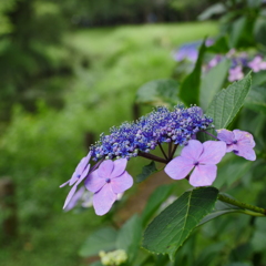 紫陽花