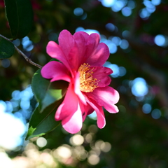 山茶花