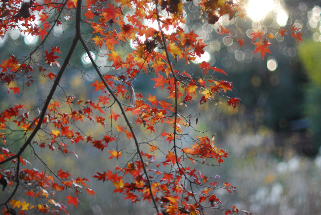 紅葉