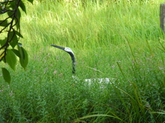 旭公園