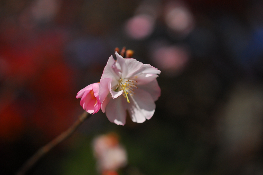 雁宿公園