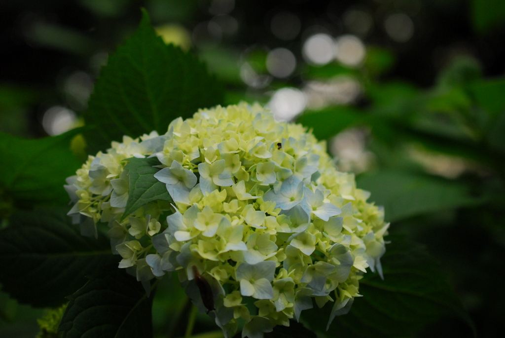 ふれあいの森