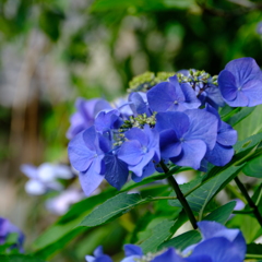 紫陽花