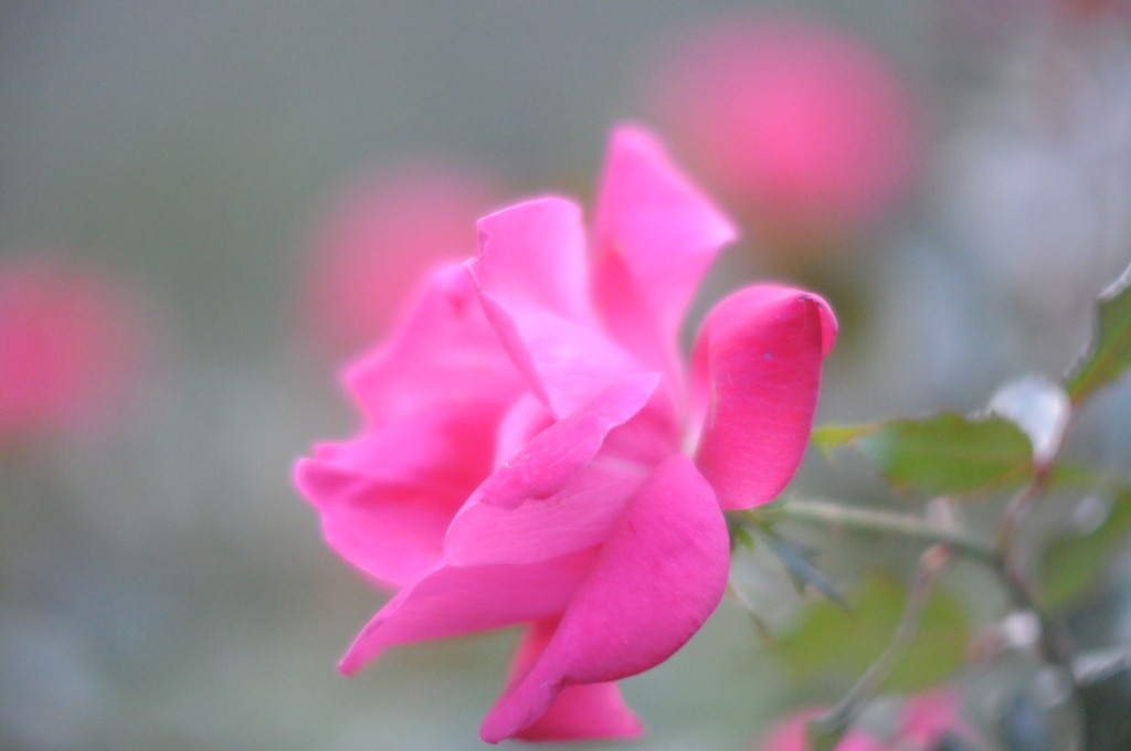 薔薇