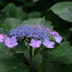 紫陽花
