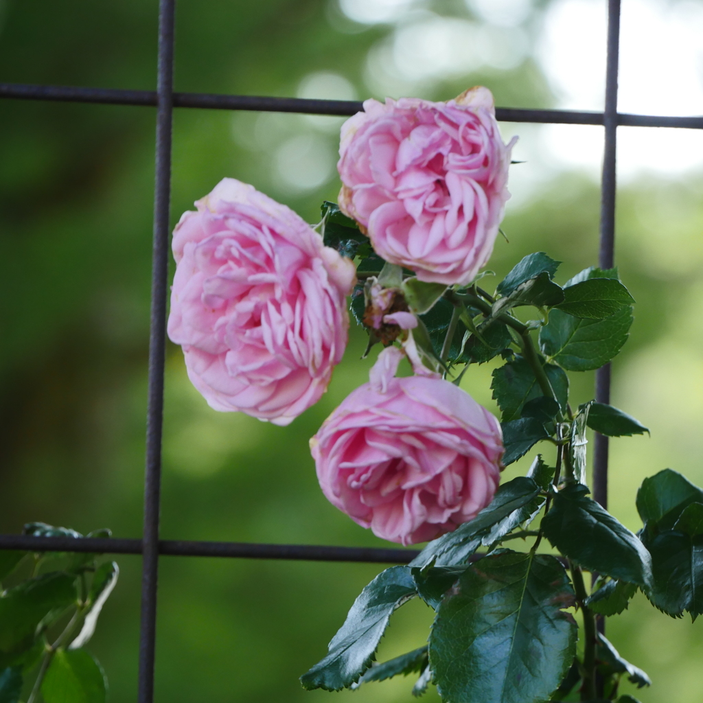 薔薇園