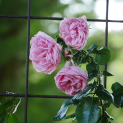 薔薇園