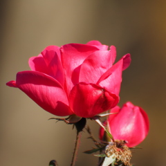 薔薇
