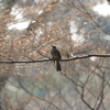 雁宿公園