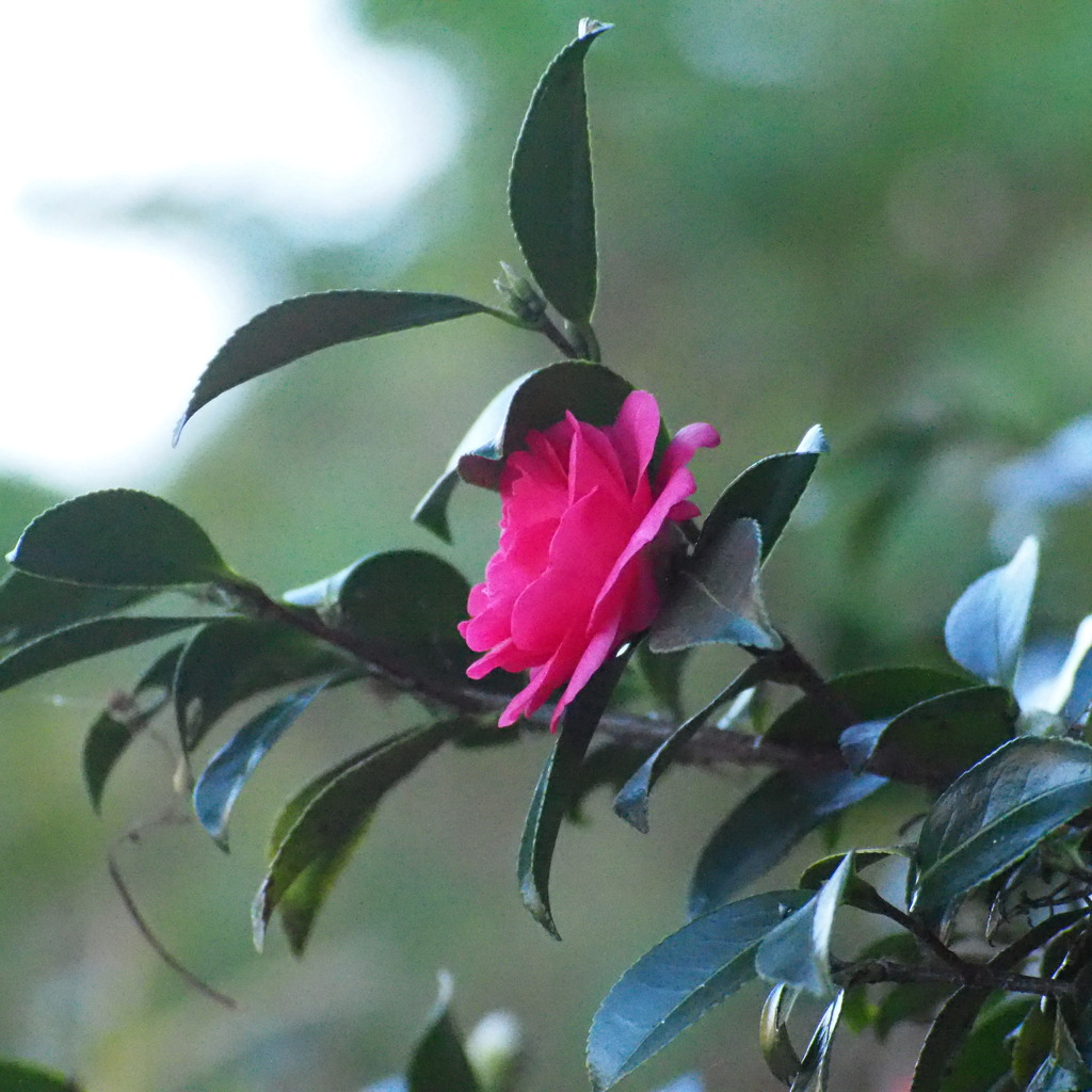 山茶花