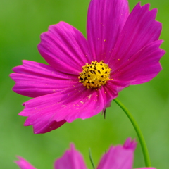 秋桜