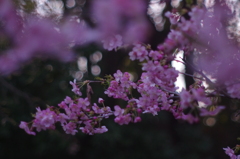河津桜