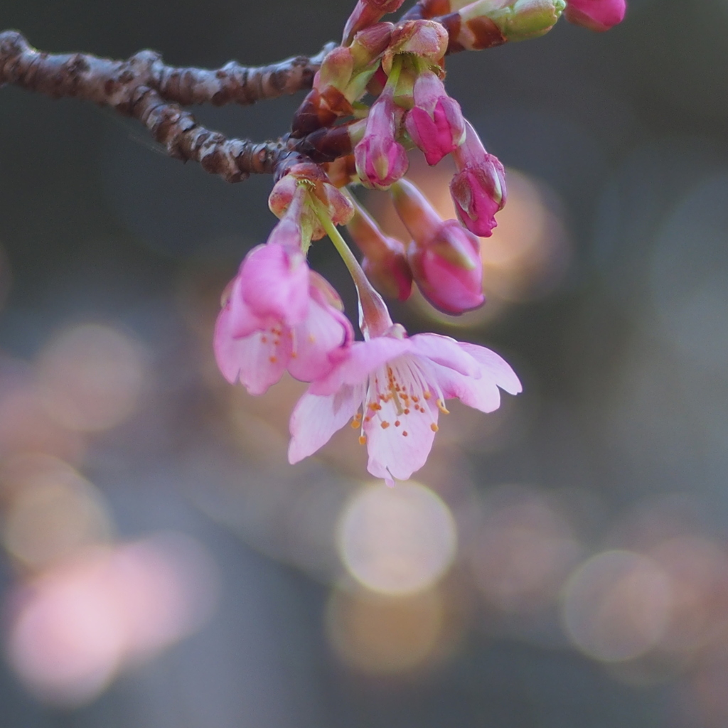 河津桜