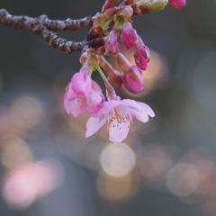 河津桜