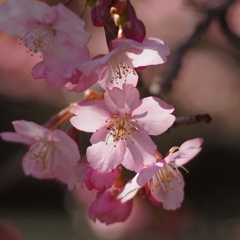 河津桜