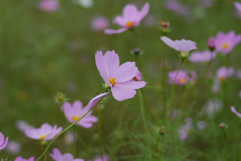 コスモス