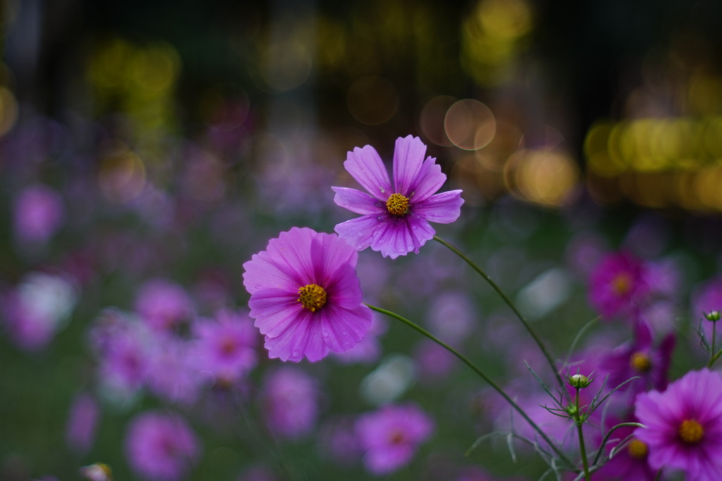 秋桜