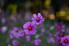 秋桜