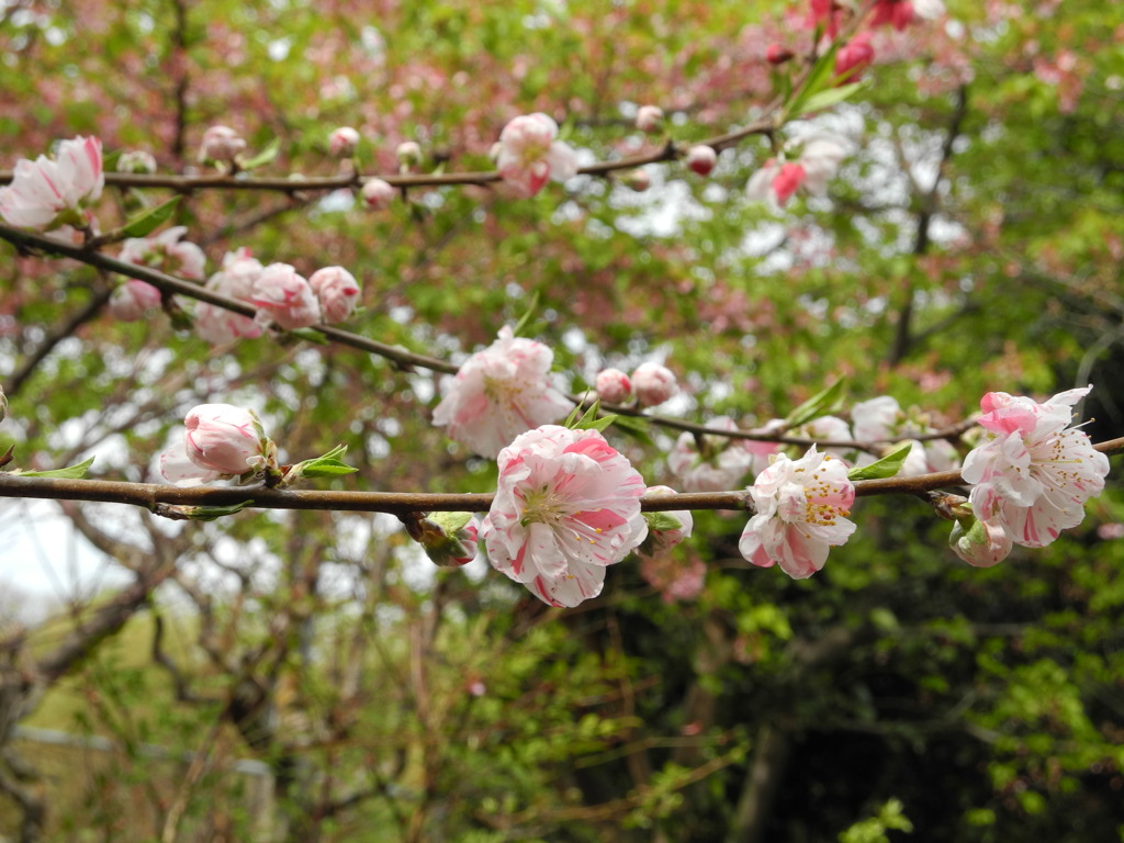 山之神社