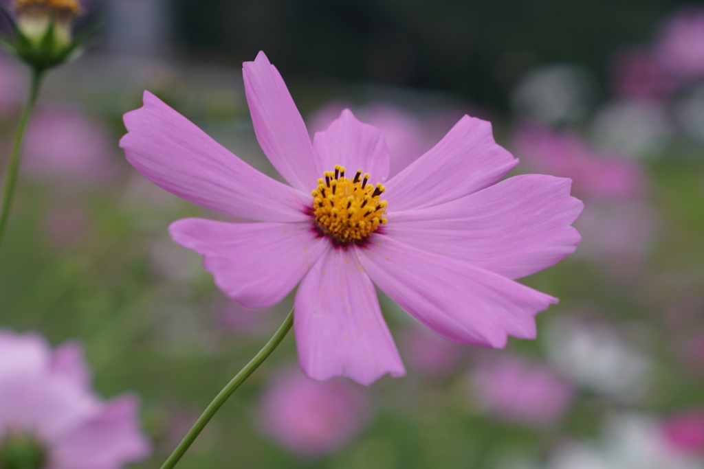 秋桜