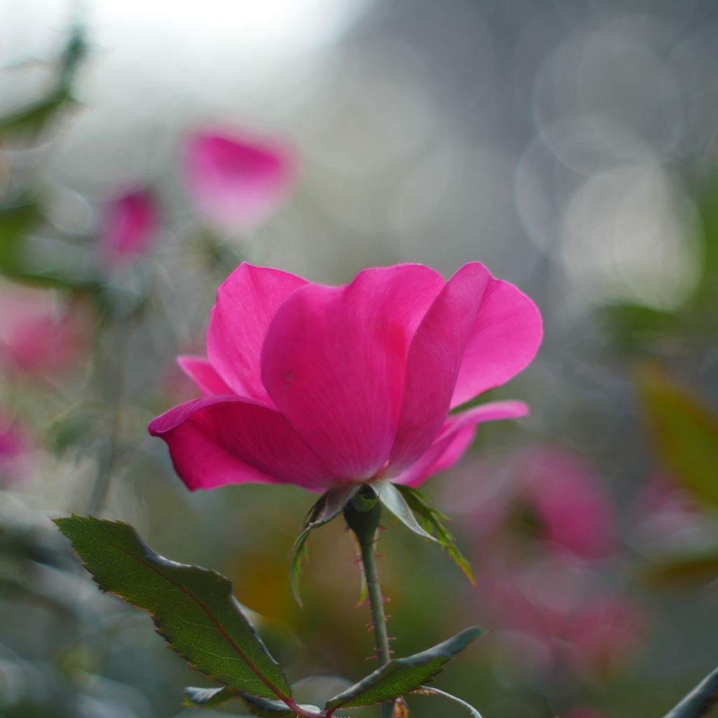 薔薇