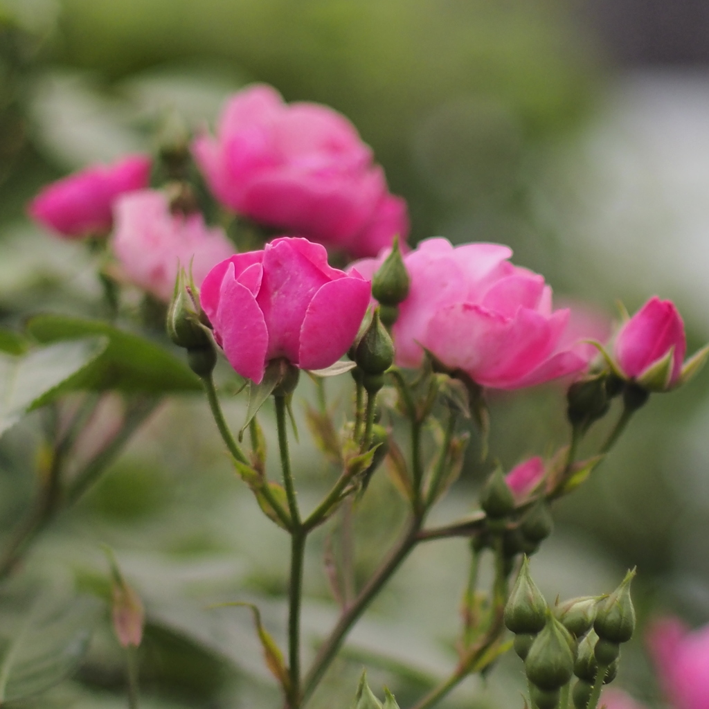 薔薇