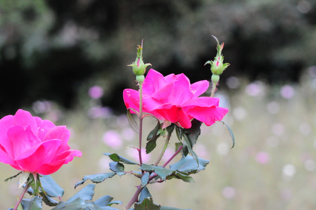 薔薇