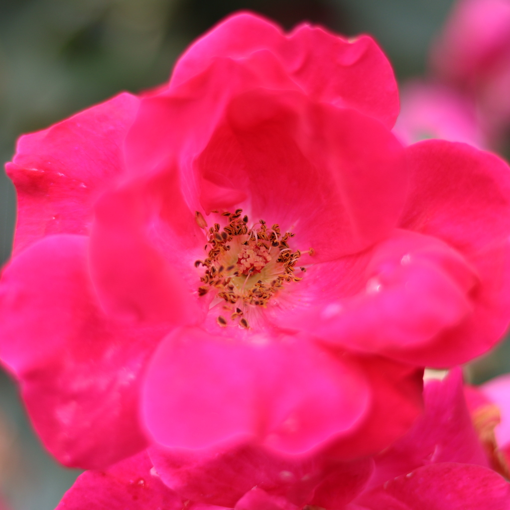 薔薇