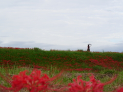 彼岸花