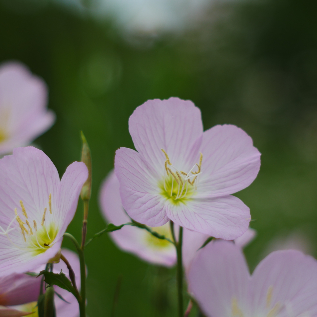 ふれあいの森