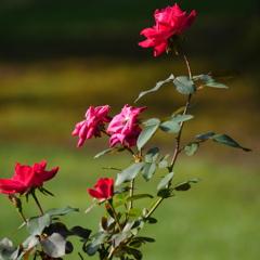 薔薇