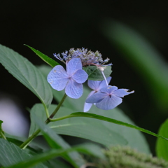 ふれあいの森