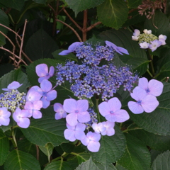 紫陽花