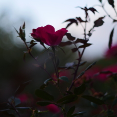 薔薇