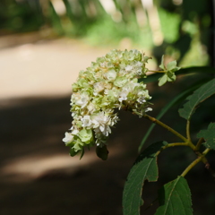 六義園