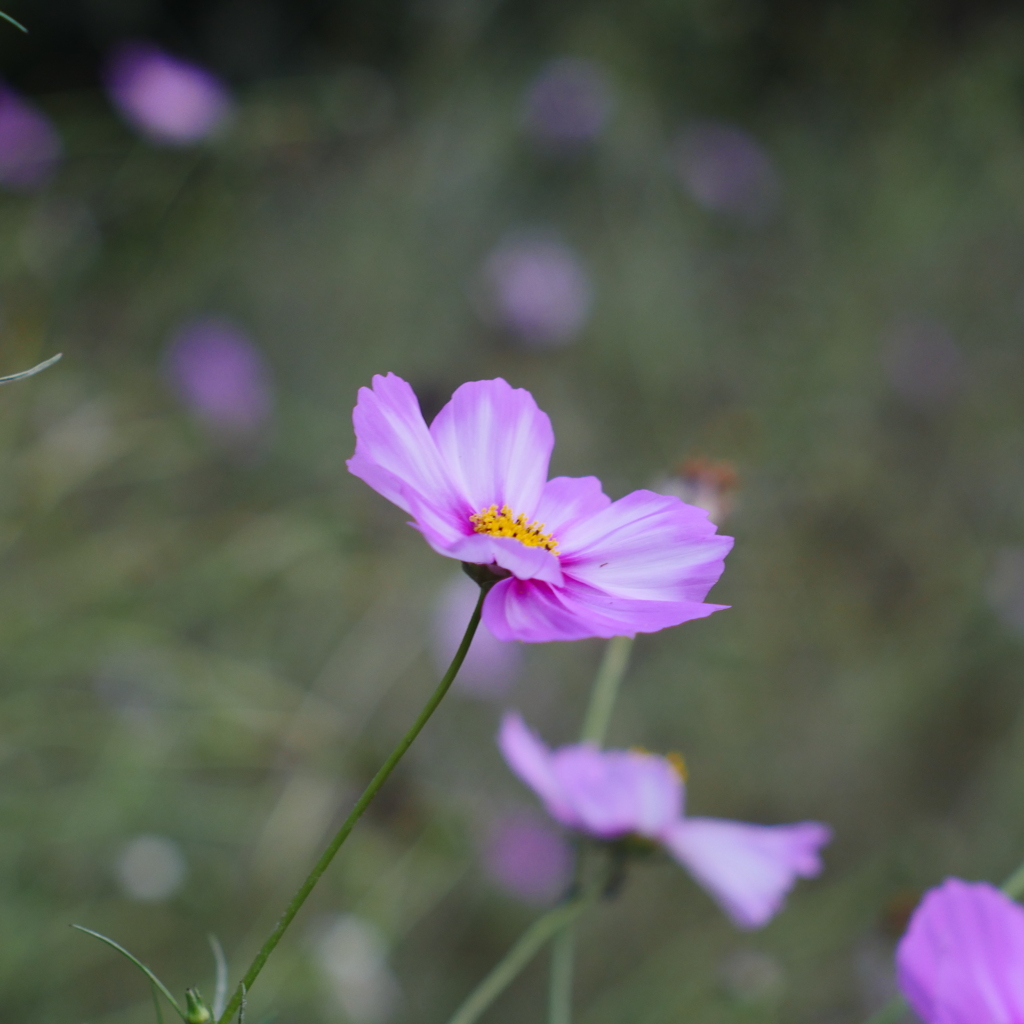 秋桜