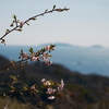 知多半島