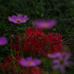 曼珠沙華と秋桜