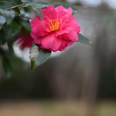 山茶花
