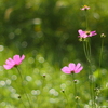 秋桜