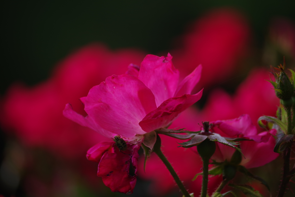 薔薇