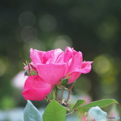 薔薇