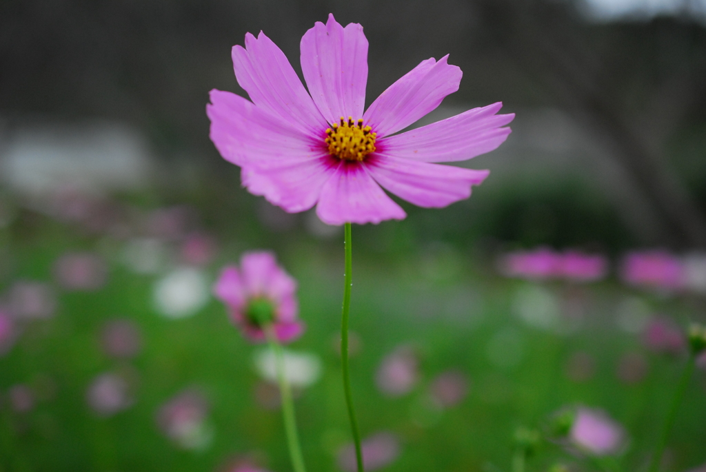 秋桜