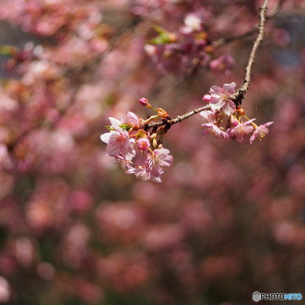 河津桜