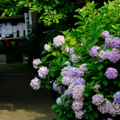 大宝寺