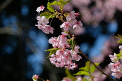 河津桜