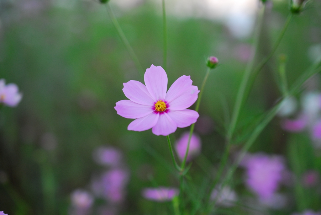 秋桜