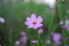 秋桜