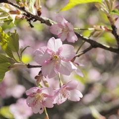聖崎公園