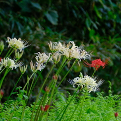 泉の森　大和市